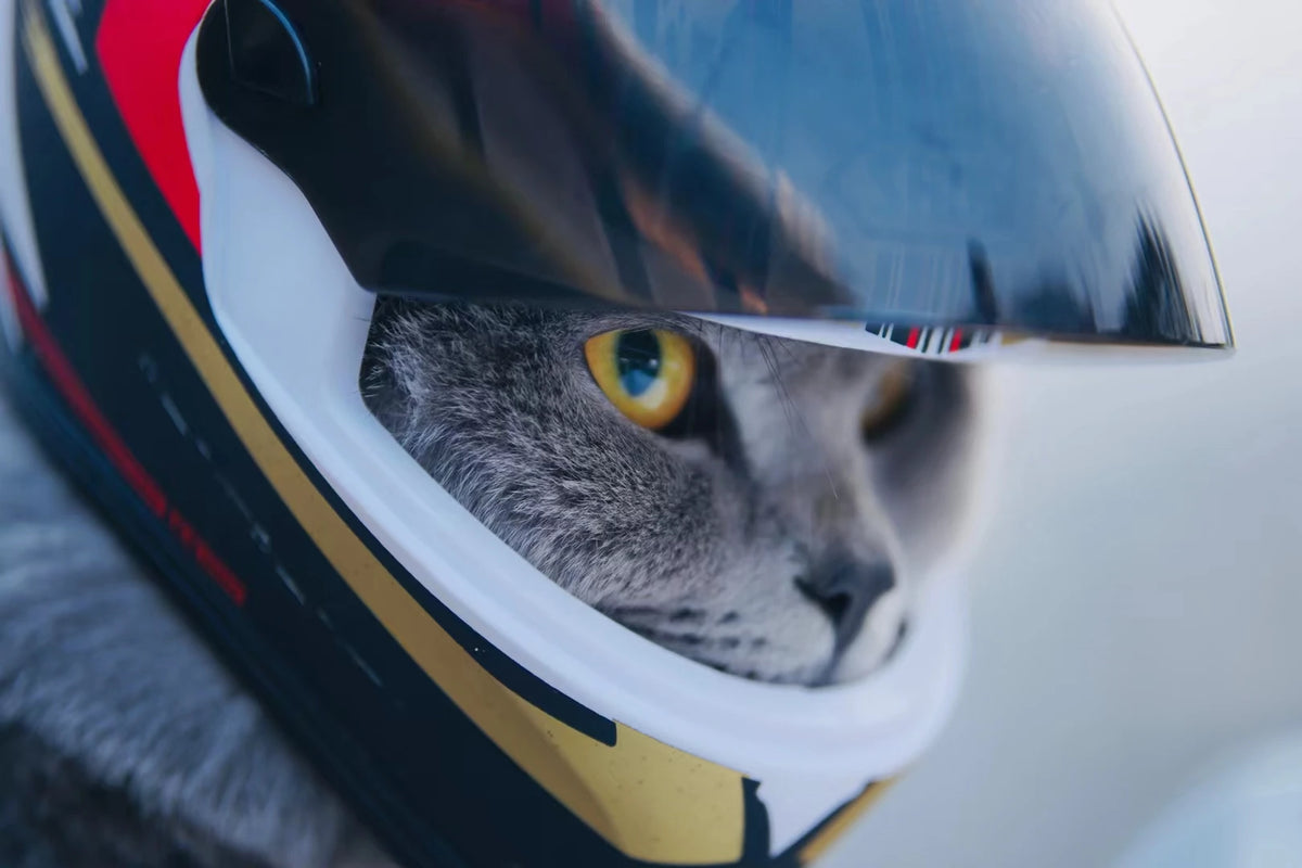 Cat & Small Dog Motorcycle Helmet Venom Model