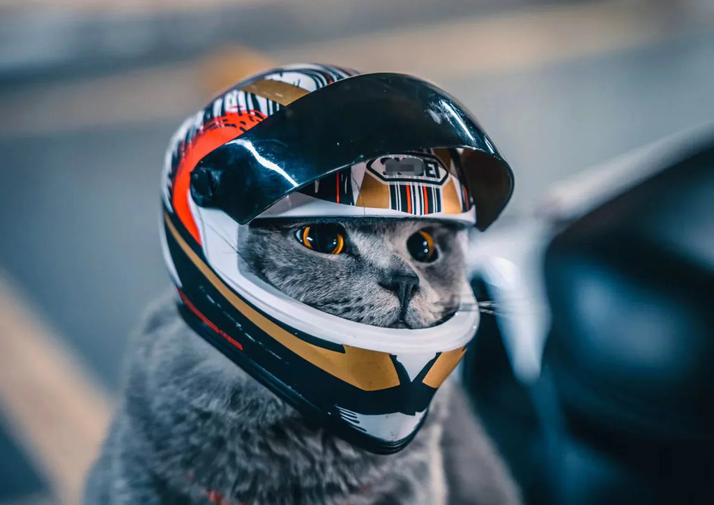Guide équipement moto pour animaux : rouler en sécurité avec son chien ou son chat